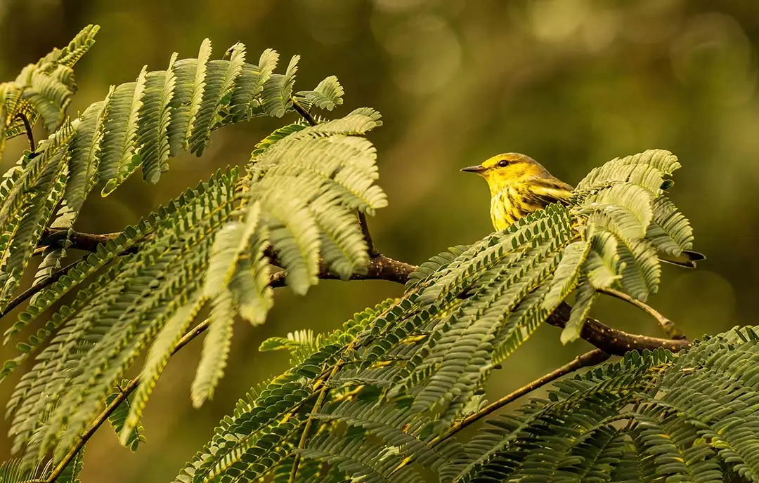 African yellow warbler